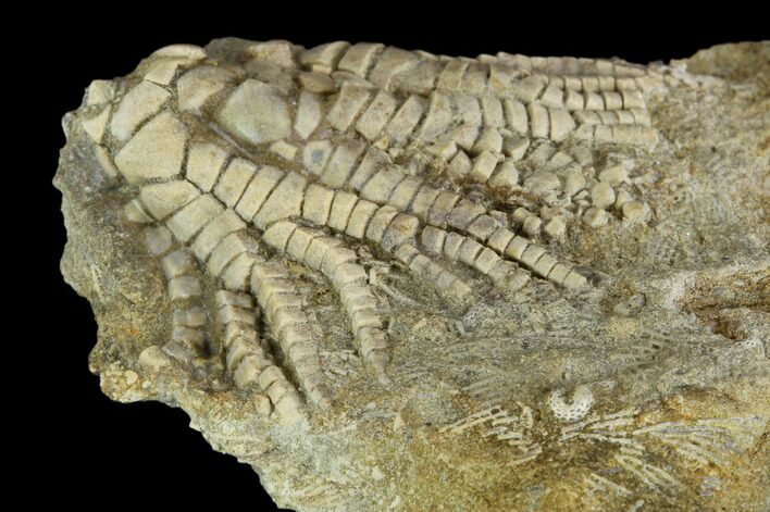 Fossil Crinoid (Zeacrinites) - Alabama #122398
